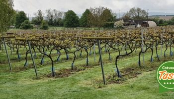 little-oak-vineyard-cotswold-taste