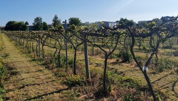 little-oak-vineyard-no-compromise little-oak-vineyard-no-compromise