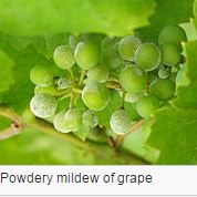 grape-mildew