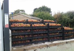 little-oak-vineyard-2013-harvest