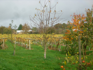 little-oak-vineyard-2014-autumn-1