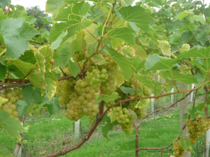 little-oak-vineyard-2014-grapes