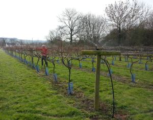 little-oak-vineyard-2014-vines little-oak-vineyard-2014-vines
