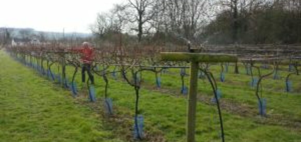little-oak-vineyard-frost-protection-sprinkler-test-1