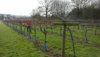 little-oak-vineyard-frost-protection-sprinkler-test-1