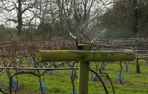 little-oak-vineyard-frost-protection-sprinkler-test-2