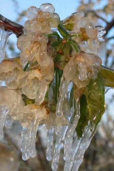  This picture shows a vine and its leaves covered in protective ice