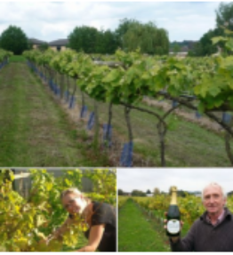 Vineyard Tours and Wine Tastings