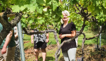 little-oak-vineyard-vine-leasing-party-8 little-oak-vineyard-vine-leasing-party-8